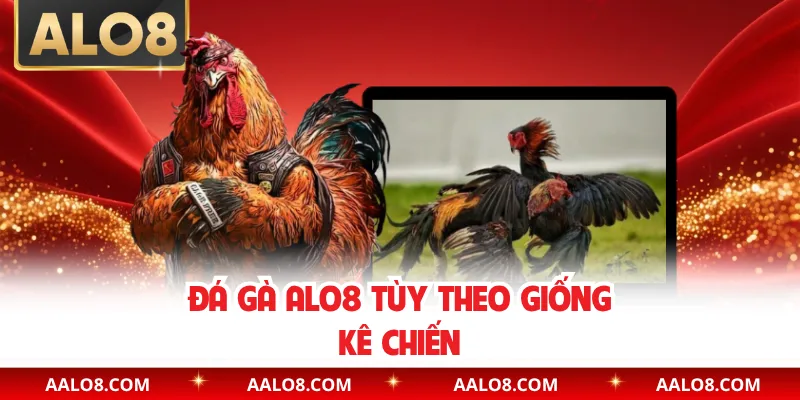 Đá gà Alo8 tùy theo giống kê chiến